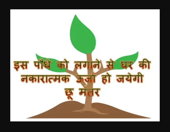 By planting this plant the negative energy in the house will go away.