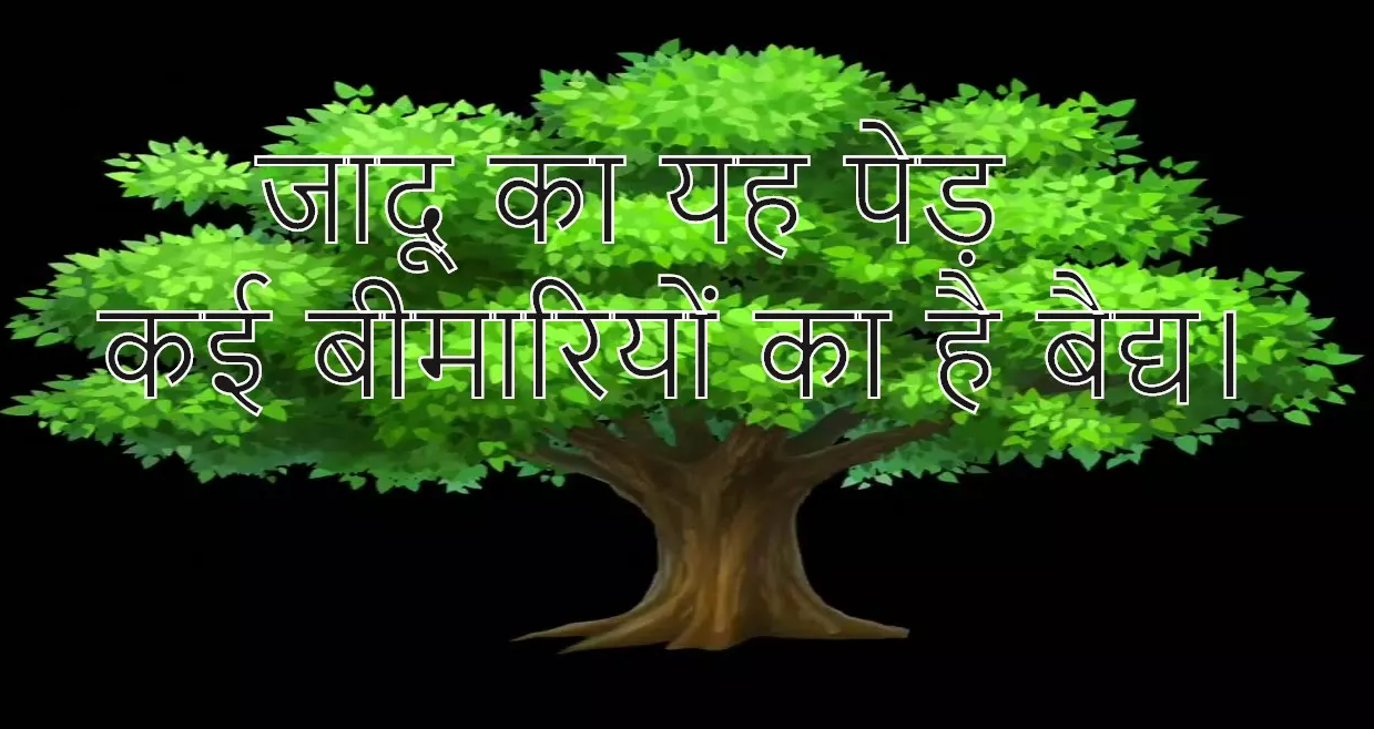 जादू का यह पेड़ कई बीमारियों का है वैद्य। This magic tree is a cure for many diseases.